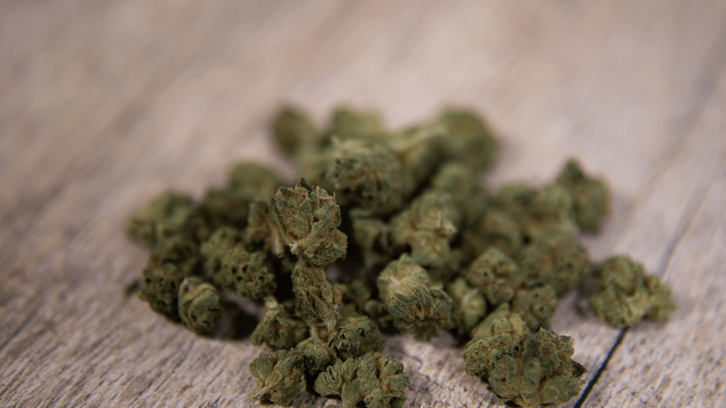 Craft Grow Tours Become the New Must-Do for Cannabis Tourists